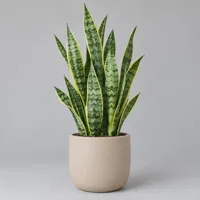 Snake plant, naturally — view 1